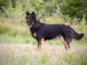 9 - Belle pod Verubskou skálou - Chester z Daického zátií x Charlot Luanské hvozdy (7)