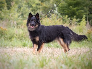 9 - Belle pod Verubskou skálou - Chester z Daického zátií x Charlot Luanské hvozdy (7)