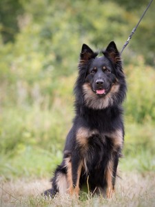 9 - Belle pod Verubskou skálou - Chester z Daického zátií x Charlot Luanské hvozdy (7)